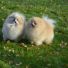 Pomeranian boo 2 Aylık Yeni Üretim Yavrular