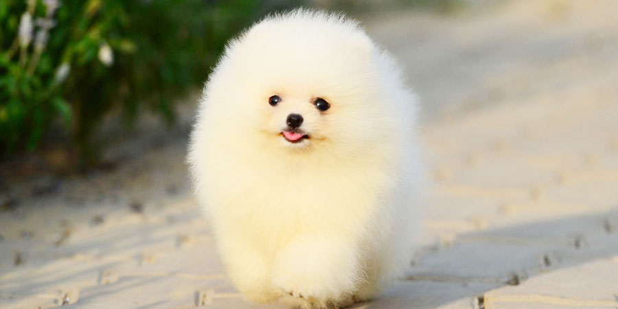 Yerinde Duramayan Köpek Pomeranian Boo