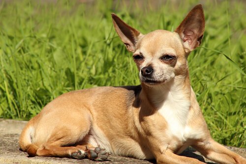 Chihuahua çantaya sığabileceğini biliyormuydunuz ?