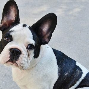 Sevimli Bücür Fransız Bulldog