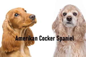 Amerikan Cocker Spaniel