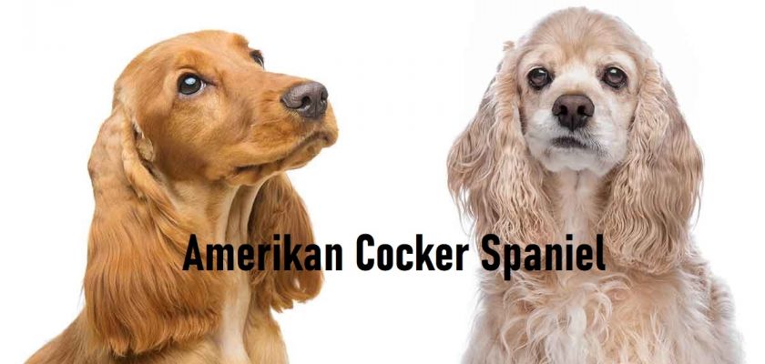Amerikan Cocker Spaniel