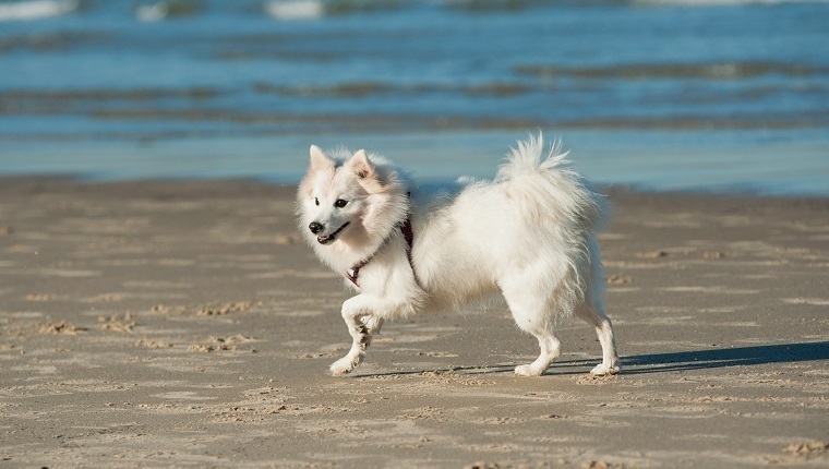 Güler yüzlü bir köpek düşünün – işte bu bir Japon Spitz’in ta kendisidir