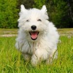 west highland white terrier 1