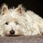 west highland white terrier 2