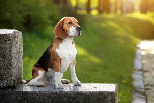 Keçi gibi inatçı ama bir o kadar da sevimli Beagle