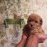 RED TOY POODLE