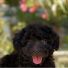 Siyah Sevimli Poodle Yavrumuza Bir Dost Arıyoruz