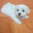 2 aylık Maltese Terrier