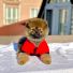 Teddy Bear Pomeranian Boo Yavrumuz