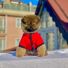 Teddy Bear Pomeranian Boo Yavrumuz