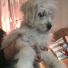 4 aylık Maltese Terrier