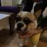 11 Aylık Eşsiz French Bulldog