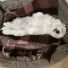 2 Aylık Erkek Maltese Terrier