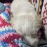 2 Aylık Erkek Maltese Terrier
