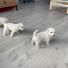 1 Numara Dişi Maltese Terrier Yavru