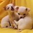Elma Kafalı Chihuahua Yavruları
