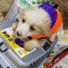 3 aylık yavru Terrier Rus finosu