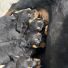 2 Aylık Sahiplendirmeye Hazır Rottweiler Yavruları