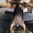 2 Aylık Sahiplendirmeye Hazır Rottweiler Yavruları