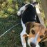 Beagle 3 aylık erkek