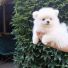 Bem beyaz çok tatlı dişi yavru köpek pomeranian şpitz dogum tarihi 01.06.2022