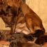 Safkan Chocolate Labrador yavruları evlerini arıyor