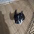 İyi Bakılmış Eğitilen Eğitimi Kolay French Bulldog