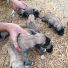 Yeni Kangal Yavruları