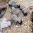Yeni Kangal Yavruları